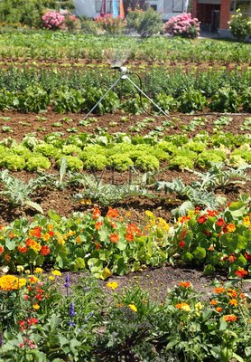 种植蔬菜和花卉的花园照片摄影