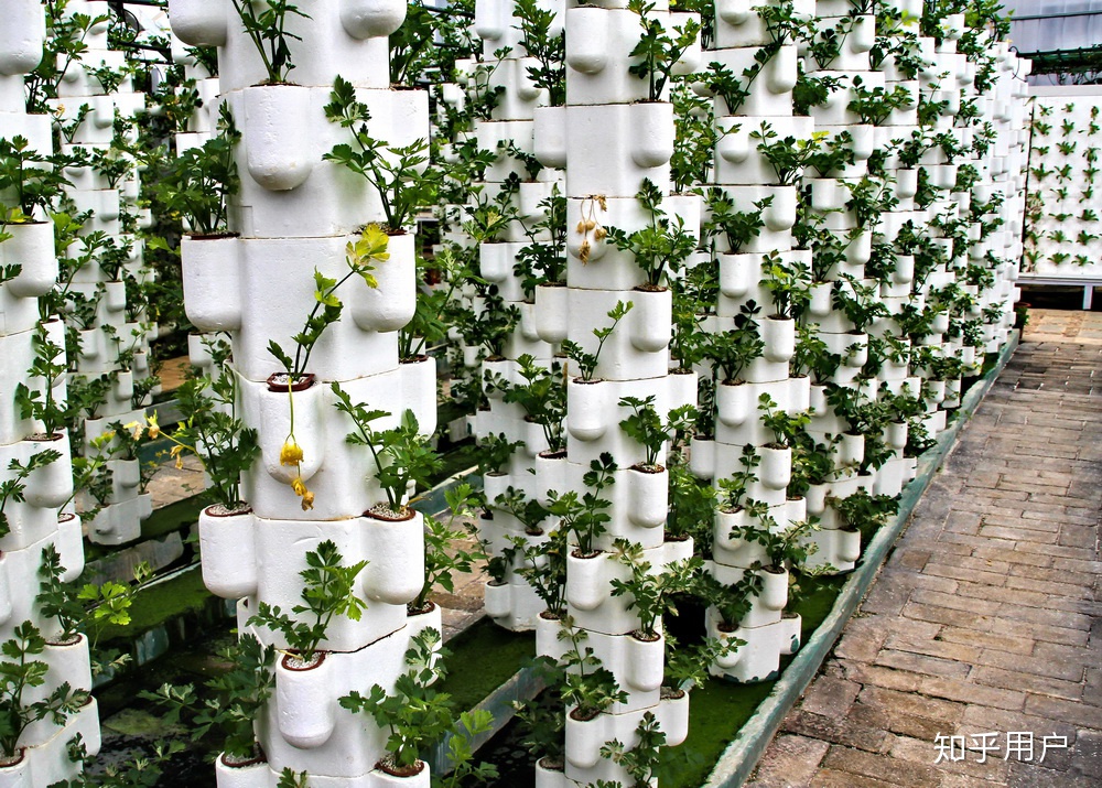 你认为投资温室大棚无土栽培种植蔬菜可取吗?