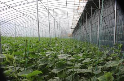 灵璧:发展大棚蔬菜种植助力精准扶贫