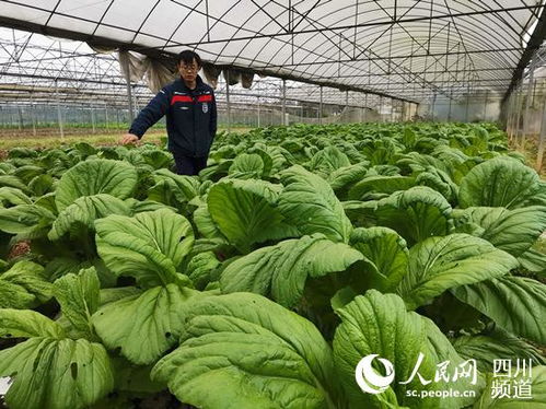 泸州市泸县 变废为宝种植有机蔬菜