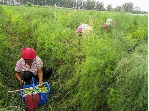 这种蔬菜具有抗癌功效,外国人十分钟爱,采摘过程却极不容易