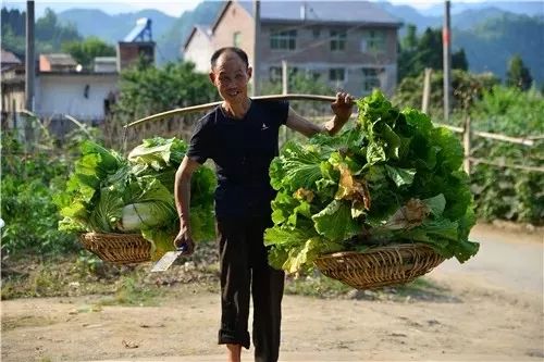 资讯 一棵白菜28元 石泉这个地方白菜比肉贵